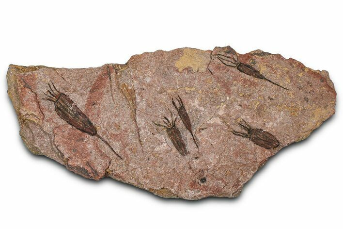 Eocrinoid (Ascocystites) Mortality Plate - Ordovician #376496